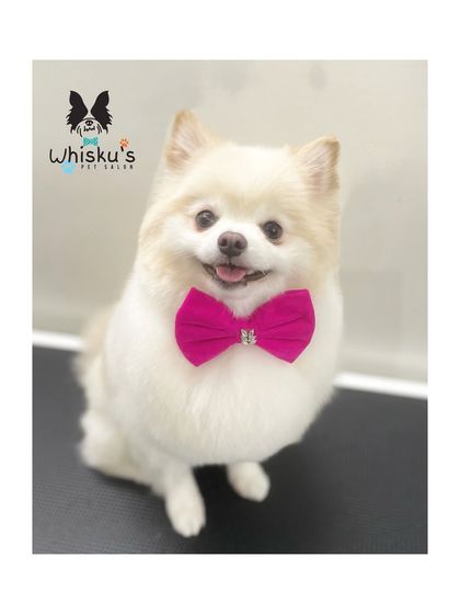 Furrybells Pet Grooming - Pet Grooming (Dogs & Cats) Breed-Specific Dog Styles photo 13