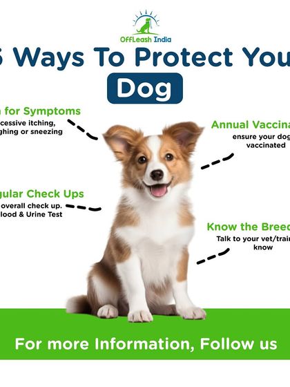 Paras Tomar - Dog Training Quick Tips for Dog Parents photo 5