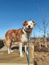 Private Training & Behavior Modification