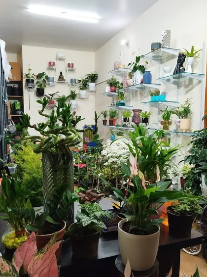 Another look inside my urban jungle. You can see the unique twisted cactus in the front, surrounded by peace lilies, aglaonemas, and many other indoor plants on display.
