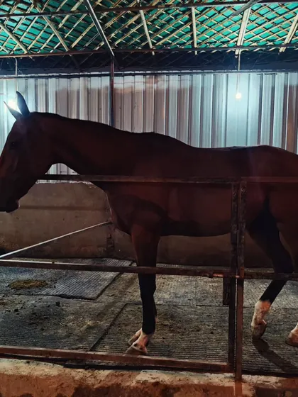 A side profile of a horse in our well-maintained stable. We ensure our facilities are always clean and presentable for both our animals and your photoshoots.