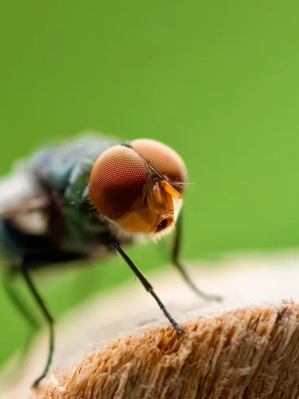 A slightly different angle of the fly, revealing more of its body. The vibrant green background makes the subject pop, and the detail in its multifaceted eyes is fascinating.