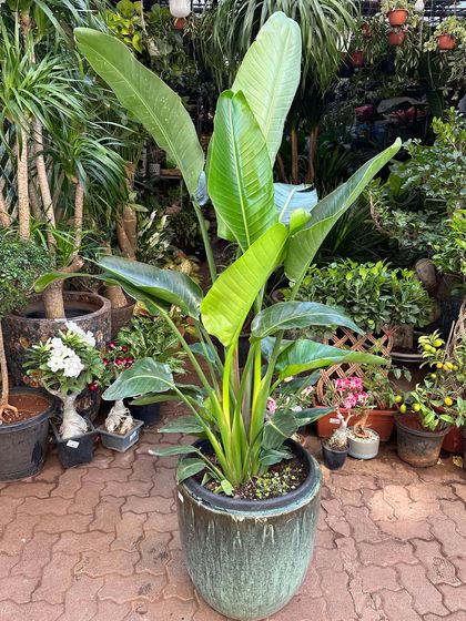 Statement & Tall Plants photo 9