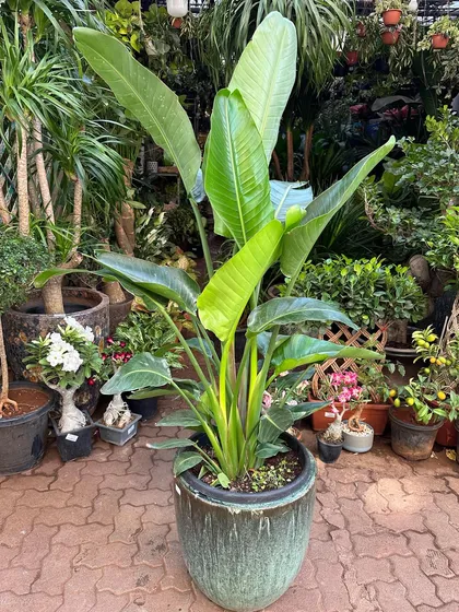 The classic Bird of Paradise plant gets a luxurious update in this large, green glazed ceramic planter. It's a perfect statement piece for adding a touch of green decor to commercial offices or home living spaces.