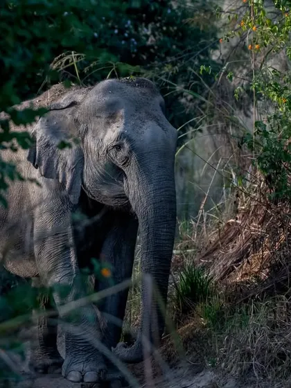 A female elephant blocks our safari path in Corbett's Dhikala zone, giving alarm calls because she sensed a nearby tiger. A true guardian of the jungle.