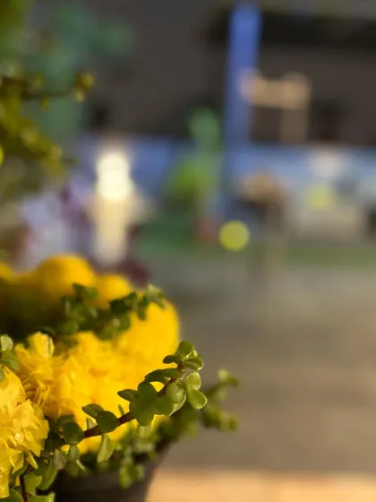A close-up of a yellow marigold, with the blurred background hinting at the evening ambiance. Beauty is in the details.