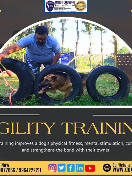 Dog Guru - Professional Dog Trainer Certification Advanced Training in Action photo 15