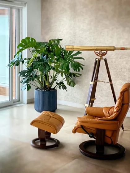 A stunning giant Monstera Deliciosa thriving in a sleek, monochromatic setting. Its iconic split leaves provide a bold, graphic element that contrasts beautifully with the minimalist decor.