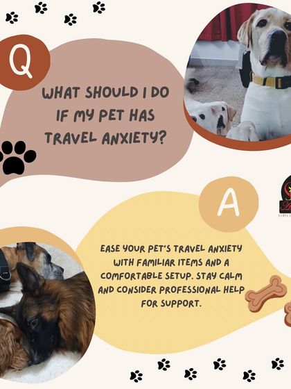 Anvis - Pet Relocation Specialized Care & Travel Options photo 10