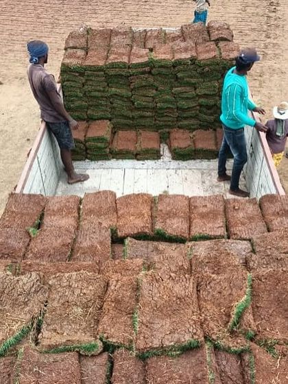 Rakshith Landscaping - Landscaping Material Supply Natural Lawn Grass photo 31