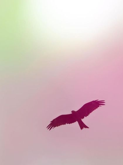 Another colorful double exposure of a Black Kite. This time, I blended its silhouette with a soft, pastel background of out-of-focus flowers and leaves, resulting in an image that feels like a watercolor painting.
