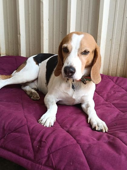 Stay - Dog Daycare Quiet Time & Cozy Naps photo 5