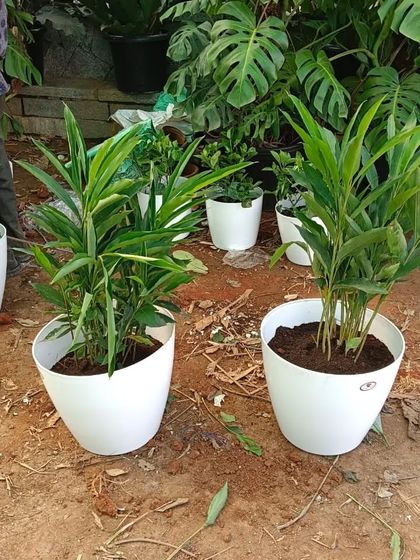 Two plants in classic white pots, ready for delivery. We ensure all our plants are healthy and well-potted before they reach you.
