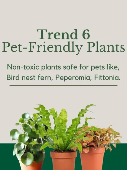 Trend 6: Pet-Friendly Plants. If you have office pets, safety is key. I can provide a variety of non-toxic plants like the Bird's Nest Fern, Peperomia, and Fittonia.