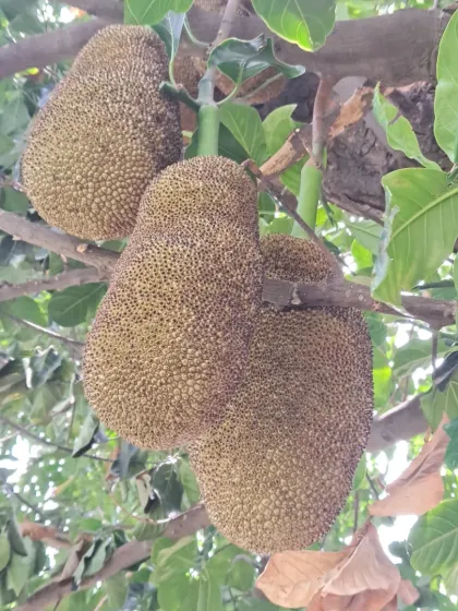 Bhardwaj - Urban Gardening Consultation Growing Fruits on Your Terrace photo 11