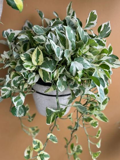 The N'Joy Pothos has beautiful white and green variegation, making it a standout trailing plant. We've put these in upcycled planters, giving them a new life and keeping them out of landfills.