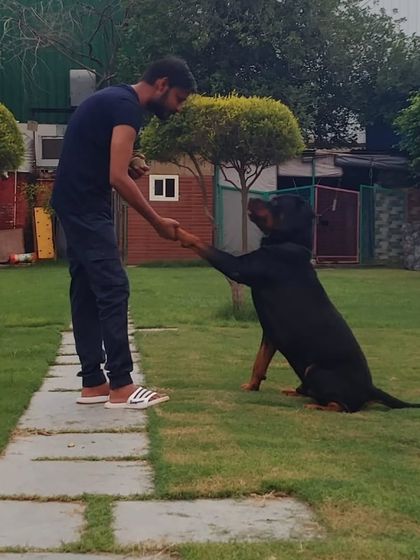 A firm handshake between a staff member and a beautiful Rottweiler, showcasing the mutual respect and trust we build with our guests.