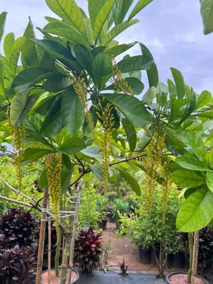 Rakshith Landscaping - Landscape Design & Installation Plant & Tree Supply photo 52