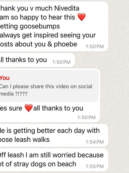 Confident Dogs - Canine Behavior Modification Real Dogs, Real Transformations photo 33