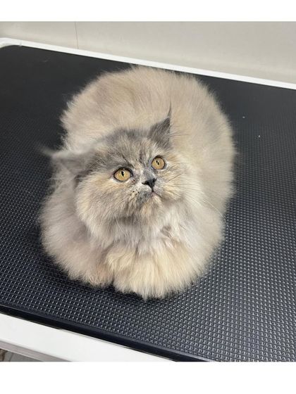 Furrybells Pet Grooming - Pet Grooming (Dogs & Cats) Cat Grooming: A Gentle Touch photo 41