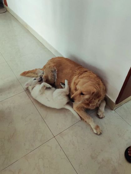 Zoella Dog Training - Puppy Foundation Training My Story & My Pups photo 13