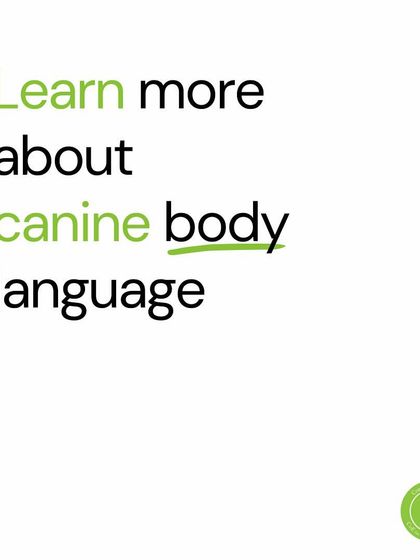 Confident Dogs - Pre-Adoption Counseling New Year, New Goals photo 4