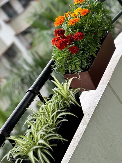 Railing planters are a great way to add color to your balcony without using any floor space. Here, bright orange marigolds and variegated spider plants create a cheerful and welcoming display.