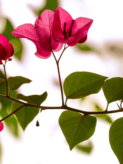 Zahid Moledina - Photography The World Up Close: Nature & Macro photo 19