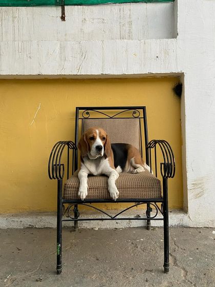 Kiwi the Beagle, looking very regal on his throne.