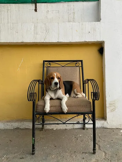 Kiwi the Beagle, looking very regal on his throne.