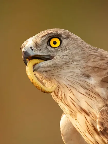 The raw reality of survival in the wild. This close-up captures a Short Toed Snake Eagle with its kill, a powerful demonstration of the predator's focus and the stark beauty of the natural world.