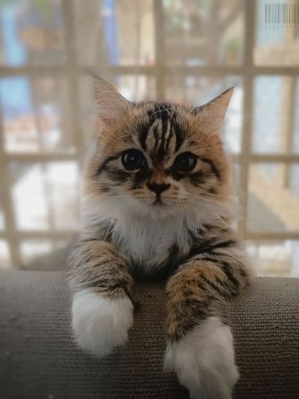 Zahid Moledina - Photography The World Up Close: Nature & Macro photo 6