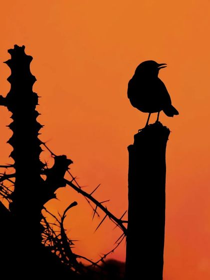 A bird silhouetted on a post against a vibrant orange sky. This is another of my favourite silhouette shots from Gujarat.
