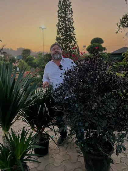 Humare paas Yucca aur Black Radermachera jaise low maintenance, high style plants ki kai varieties hain.