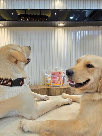 These two beautiful Labradors are waiting for their favorite treat. My bone broth is a fantastic supplement for boosting the immune system and supporting digestion.