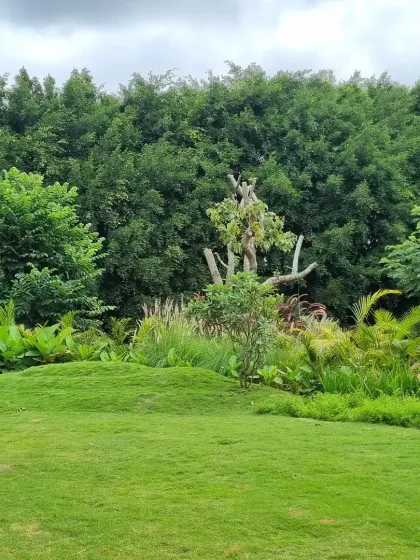 In this garden, nature truly leads the way. My role was to shape the open lawn and add complementary plantings to enhance the existing backdrop of dense, emerald green trees, creating a timeless and serene view.