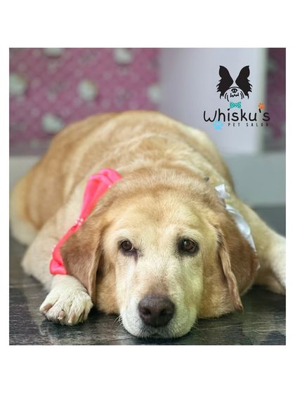 Furrybells Pet Grooming - Pet Grooming (Dogs & Cats) Puppy, Senior & Special Needs Care photo 6