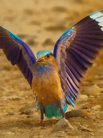 An Indochinese Roller with its wings spread, ready to take flight after foraging for insects on the ground. The different hues of blue in its wings are stunning.