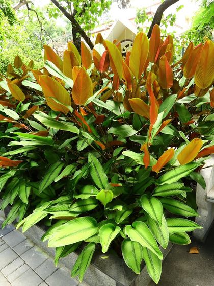 This shot shows the contrast between the older green leaves and the new, coppery-colored growth on a Calathea plant, providing multi-toned interest.