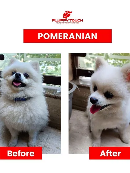 From shaggy to chic! This before-and-after of a Pomeranian grooming session shows the difference a professional haircut makes. I focus on breed-specific cuts that enhance your pet's features while keeping them cool and comfortable.