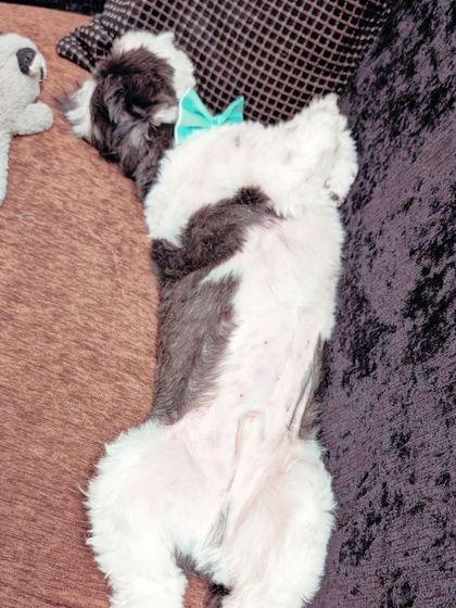 Tails of the City - Pet Spa & Creative Styling Behind the Scenes: Our Gentle Process photo 7