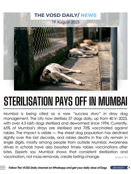 Mumbai is being cited as a success story in stray dog management, with over 65% of strays sterilized and 70% vaccinated against rabies. This has led to a significant decline in the stray population and rabies deaths.