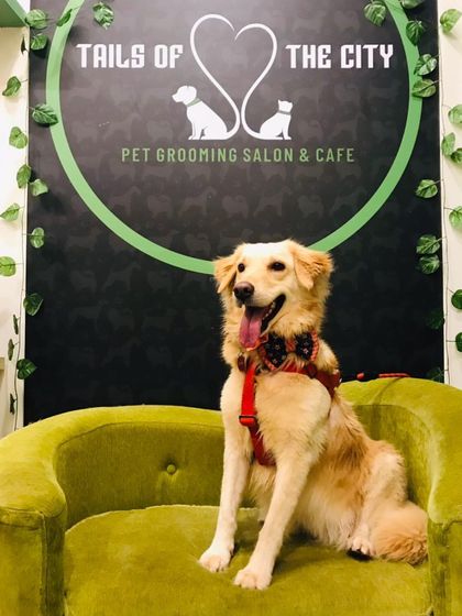 Tails of the City - Pet Spa & Creative Styling Our Happy Pack: Client Gallery photo 7