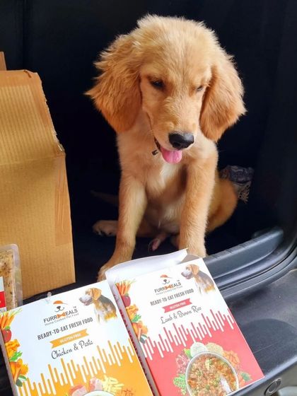 This little one is patiently waiting for his delicious and healthy meal. My recipes are created to be both irresistible and packed with the nutrients growing puppies need.