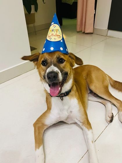 PL Paws - Dog Adoption Services Happy Tails: Our Adoptees in Their Forever Homes photo 127