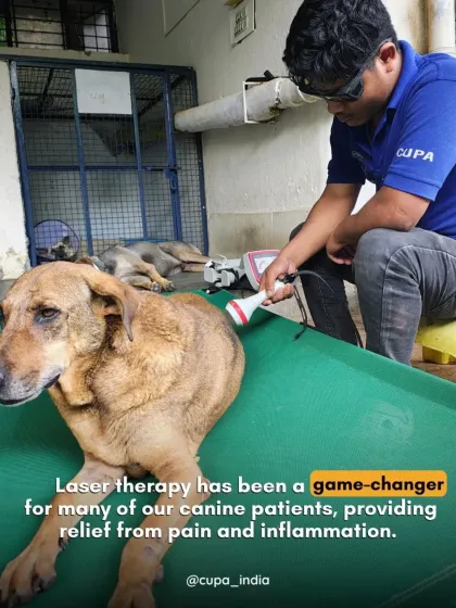 We use advanced treatments like laser therapy to help our patients heal. This non-invasive therapy provides significant relief from pain and inflammation for animals suffering from paralysis or severe injuries, accelerating their recovery process.