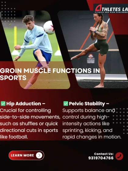 In sports, the groin muscles are essential for controlling side-to-side movements, like shuffling and cutting, and for providing the pelvic stability needed for sprinting and kicking.