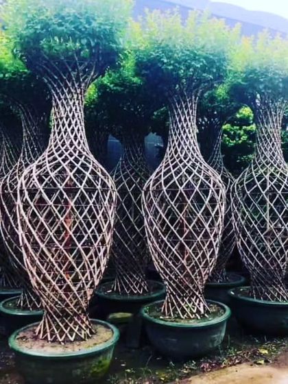 Bonsai: The Art of Miniature Trees photo 6