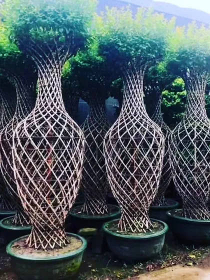 For a truly unique statement piece, I offer these incredible topiaries. The trunks are intricately woven into a vase shape, creating a living sculpture that is sure to be a conversation starter in any garden.