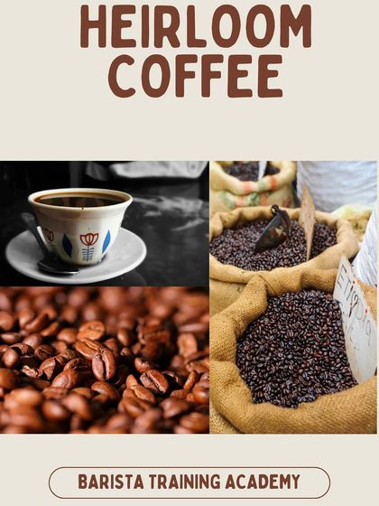 A collage showing heirloom coffee, from the cup to the beans in sacks. These ancient varieties offer unique and complex flavors.